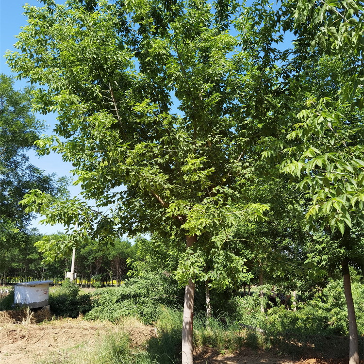 14公分复叶槭-青叶复叶槭