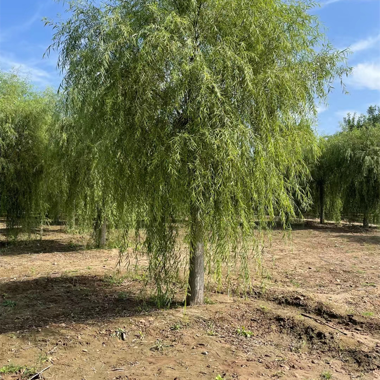 柳树供应-种植基地-多种规格