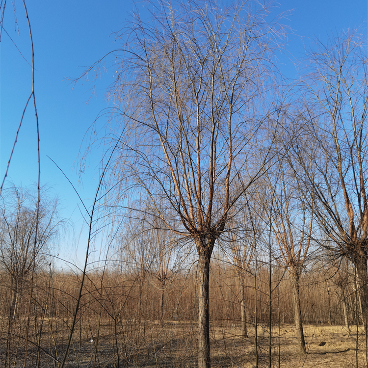 2公分柳树-种植基地-发货快