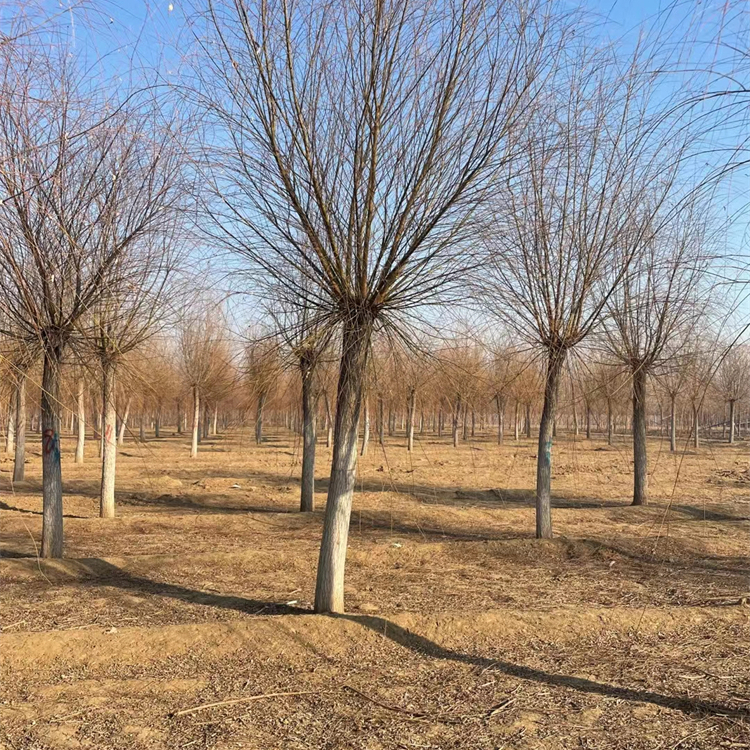 10公分垂柳基地-景观苗木-自家苗圃