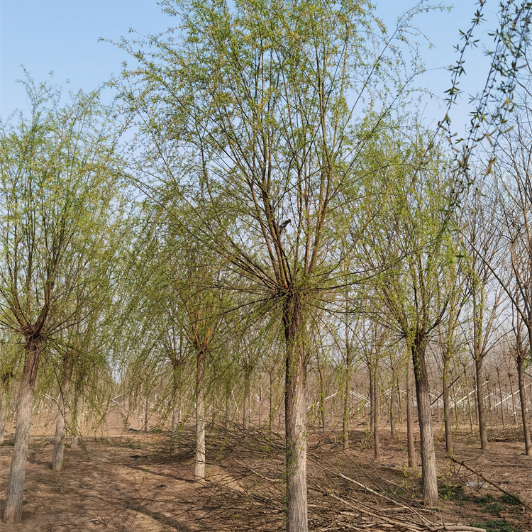 出售青皮垂柳-基地加农户-基地现挖