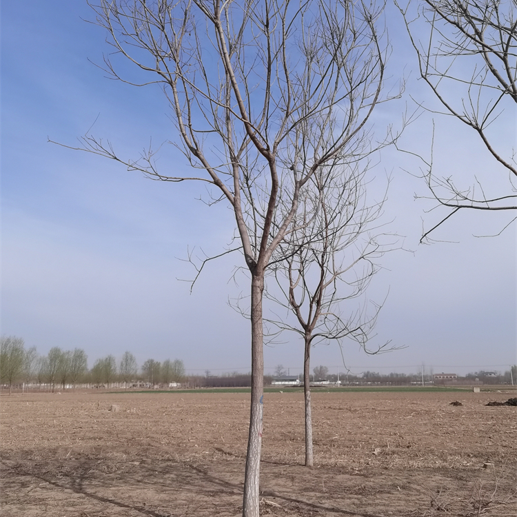10cm栾树-城市绿化-质量优