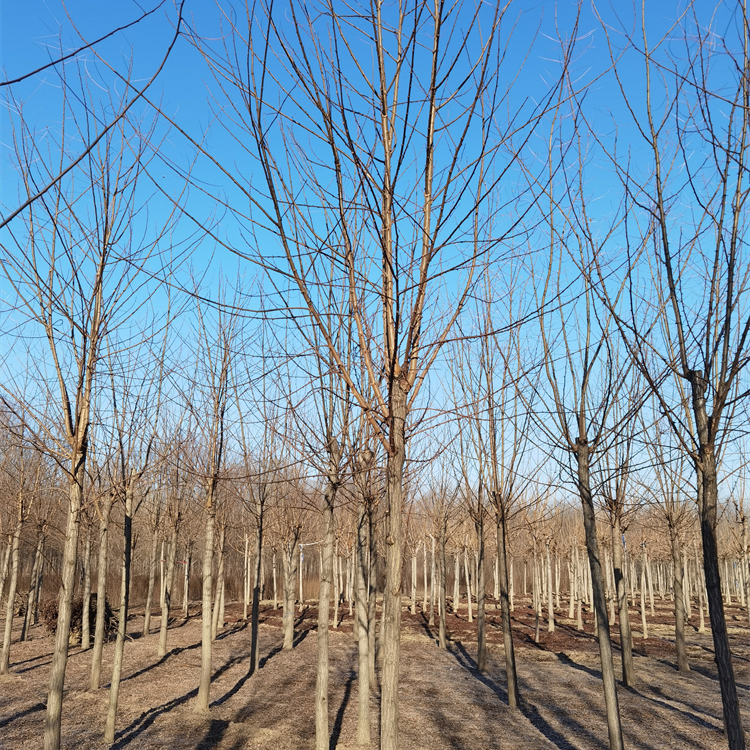 洋槐树-种植基地-适应性强
