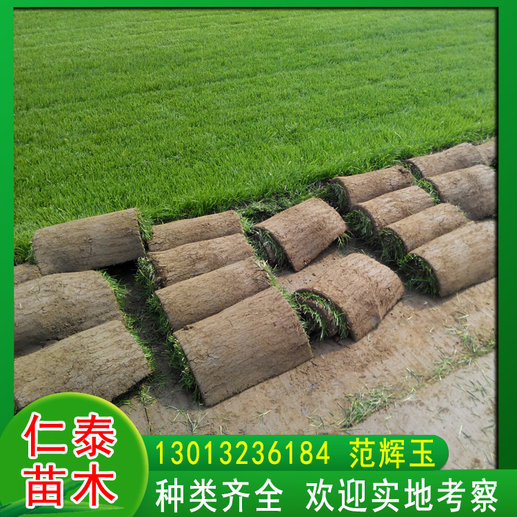河南駐馬店草坪|黑麥草皮卷|柳葉馬鞭草花種子|草籽