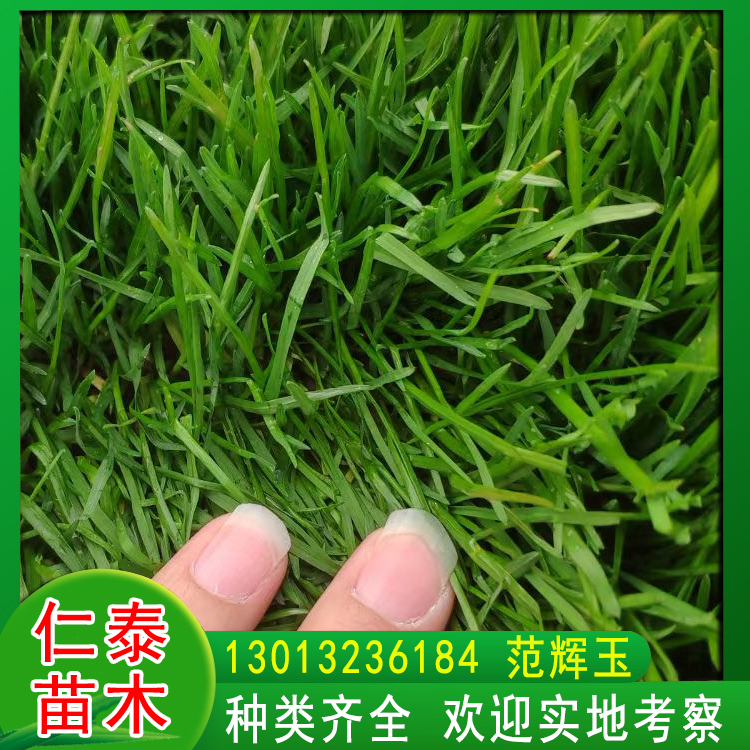 山东济宁草坪|道路两侧绿化草皮卷|福禄考花种子|草籽