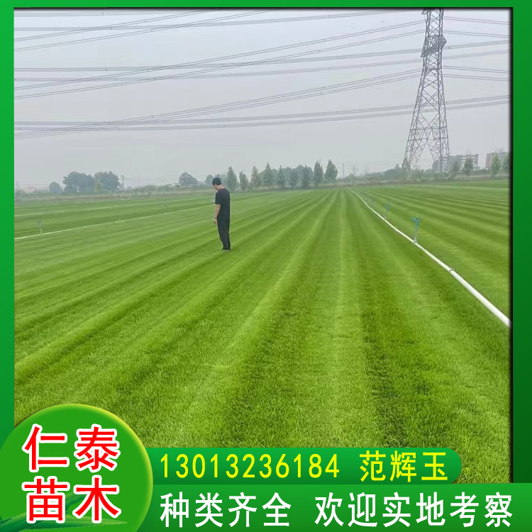 山东临沂草坪|足球场绿化草皮卷|地肤花种子|草籽