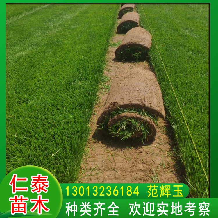 山东济宁草坪|道路两侧绿化草皮卷|福禄考花种子|草籽