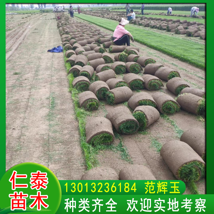 安徽亳州草坪|剪股穎草皮卷|矮桿百日草混色花種子|草籽