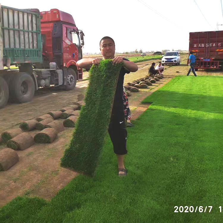 山西忻州岢岚草坪草皮卷常见品种紫花地丁花籽|仁泰苗木