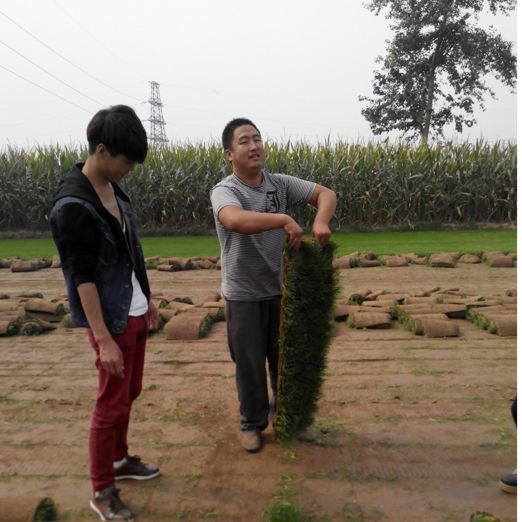 河北沧州盐山草坪草皮批发几个钱委陵菜花种子