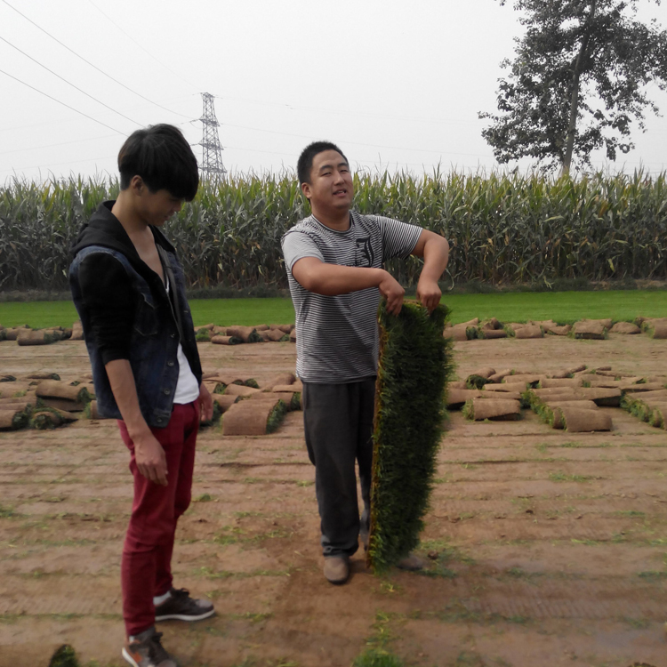 河北沧州盐山草坪草皮批发几个钱委陵菜花种子