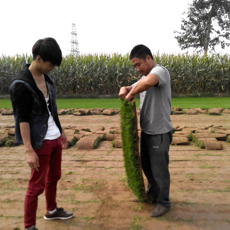 浙江台州温岭草坪高尔夫球场用什么品种的草皮马齿苋花种子