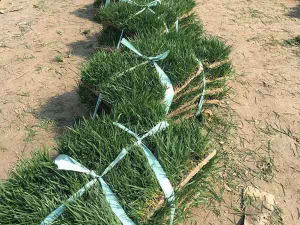 出售安徽淮北濉溪草皮马尼拉草坪优缺点冷季型草坪批发
