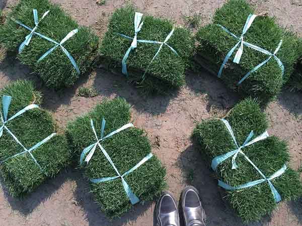 出售陕西商洛柞水草皮混播草种子是什么品种的足球草坪厂家