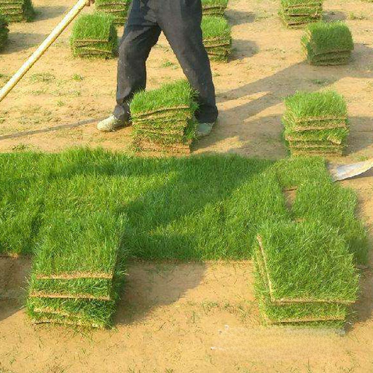 出售浙江温州龙湾草皮绿化草种子种子批发践踏草坪