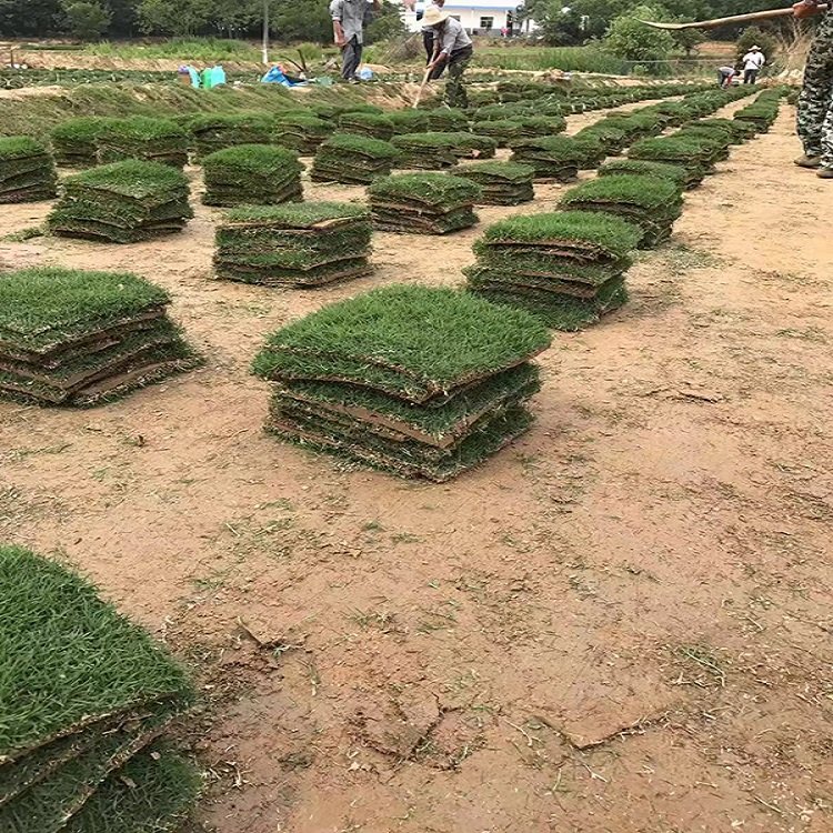 出售陕西榆林榆阳草皮黑麦草草坪草种子早熟禾草坪种植方法