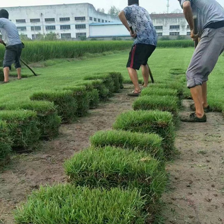 出售陕西渭南华阴草皮购买草坪冷季型早熟禾草坪批发