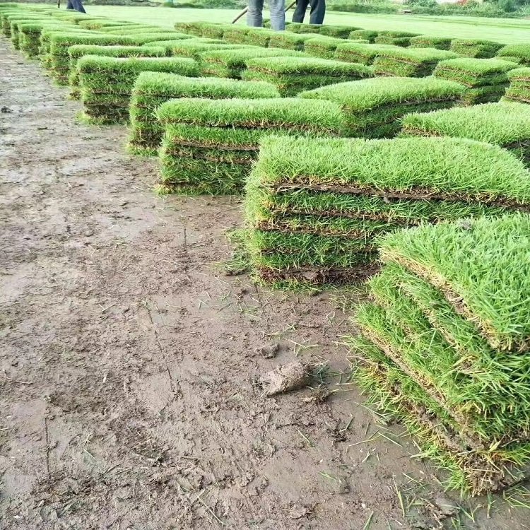 出售浙江嘉兴嘉善草皮绿地草坪如何选择适宜的草坪品种