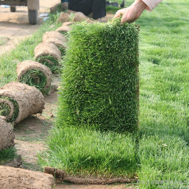 出售浙江嘉兴嘉善草皮绿地草坪如何选择适宜的草坪品种