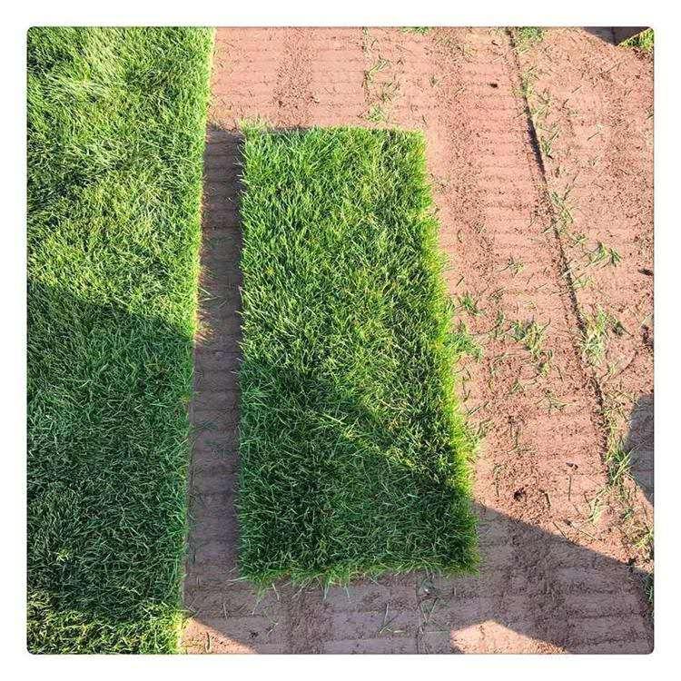 出售安徽淮北濉溪草皮马尼拉草坪优缺点冷季型草坪批发