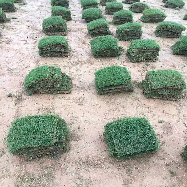 出售安徽铜陵铜陵草皮常用的草坪草种冷季型草坪批发