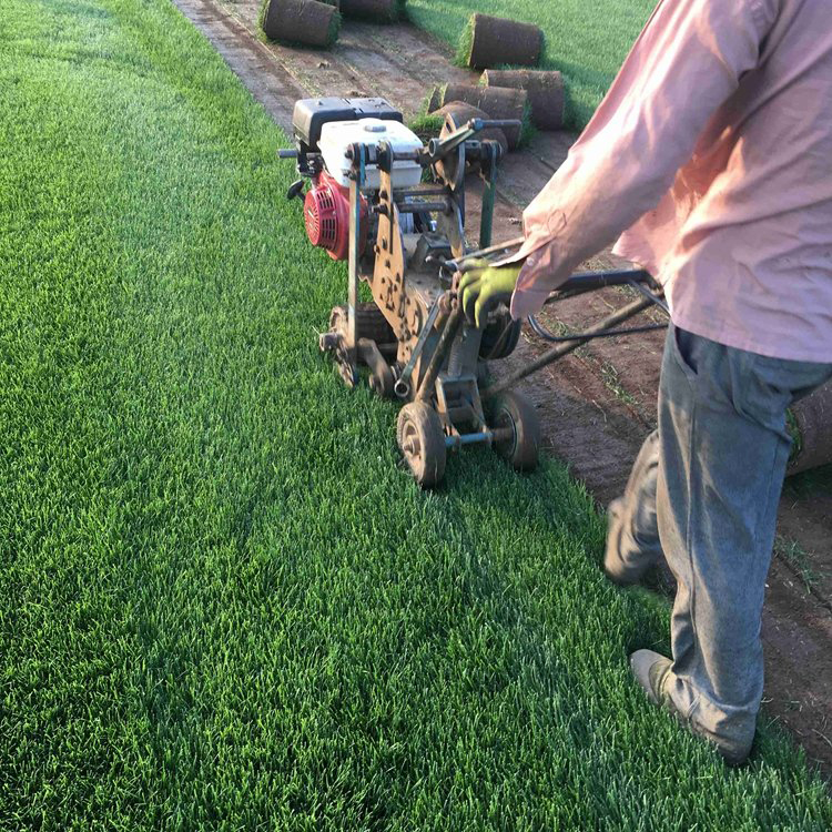 河南安阳文峰区草坪护坡草皮砖铺设做法详图草籽野花组合种子