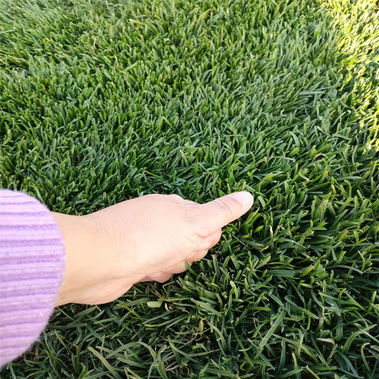 出售河北本地唐山路北區草坪綠化草皮各種草花種子