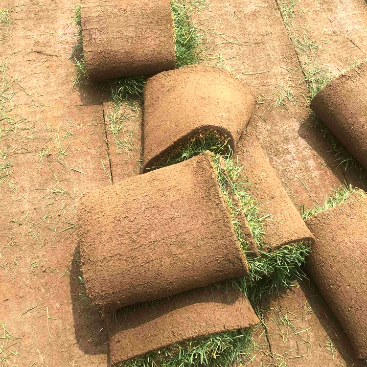 石楼混播百慕大带泥土真草皮草坪适用于户园快速复绿