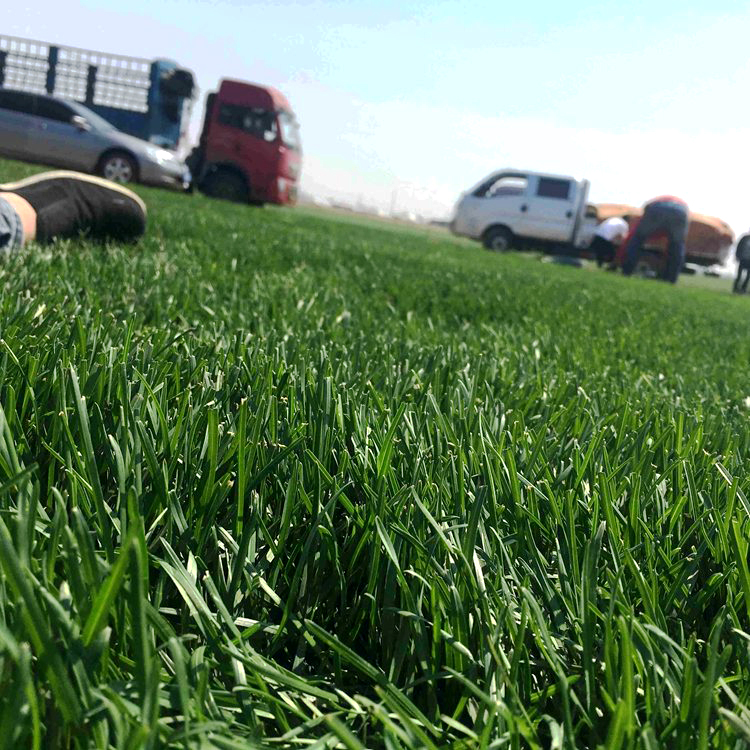 淮安楚州区草坪生产草坪出售太原草坪基地符合绿色环保标准
