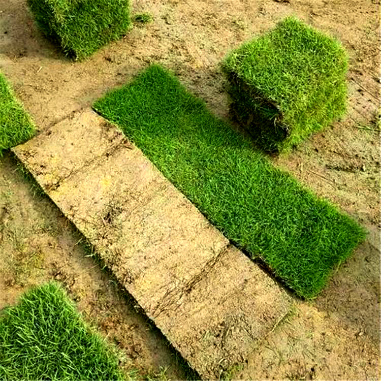 牧野区马尼拉草坪带泥土庭院别墅绿化草皮草皮种植基地直发
