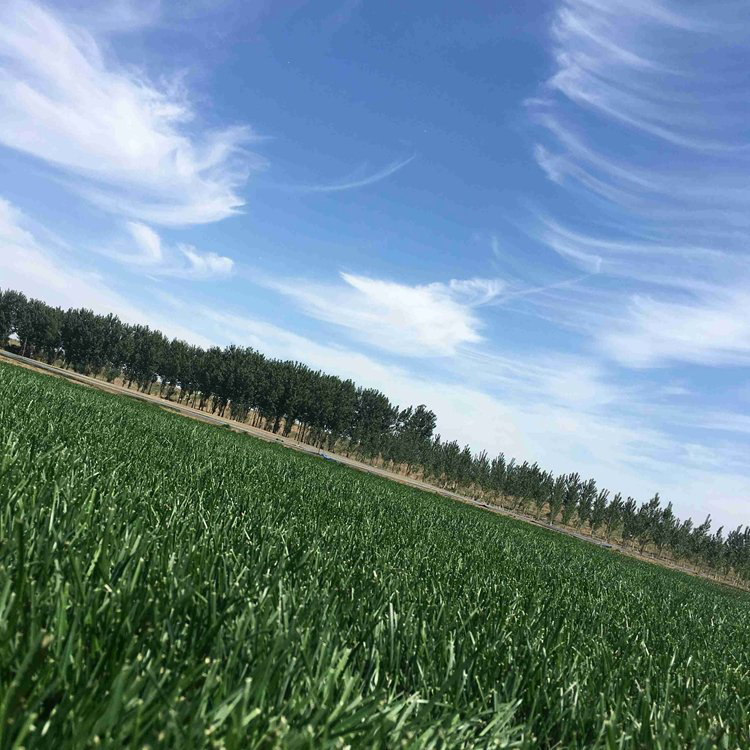 崇礼区四季青果岭草草皮卷绿化草坪种植基地_带土带泥马尼拉