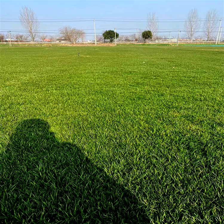 殷都区马蹄金护坡草坪种植基地户外绿化草皮适应力强