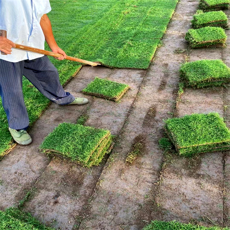 衢州衢江区草坪生产草坪出售草坪基地符合绿色环保标准