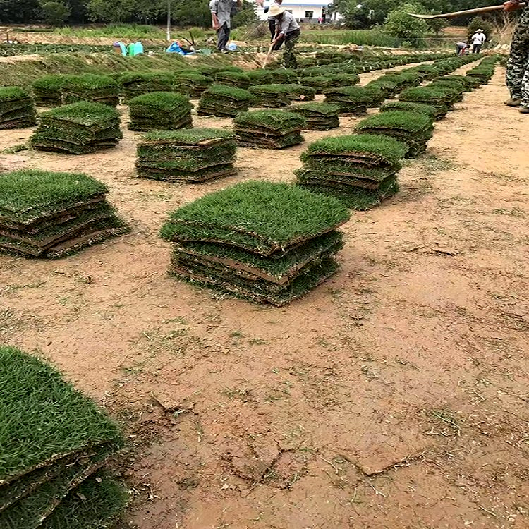 南京雨花台区本地草坪高尔夫场地耐践踏耐修剪本地草坪