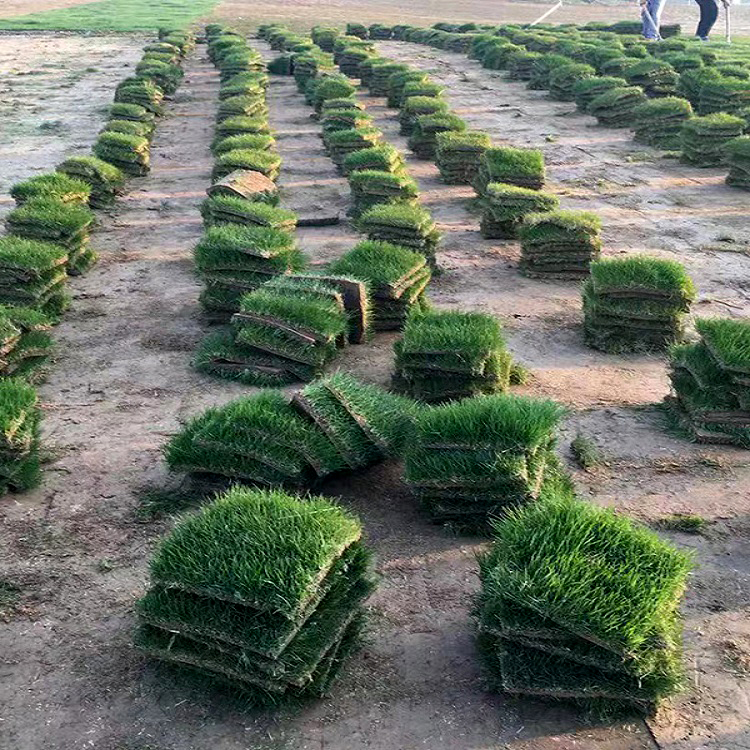 淮安楚州区草坪生产草坪出售太原草坪基地符合绿色环保标准