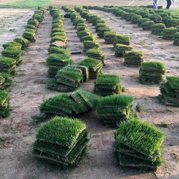 牧野区马尼拉草坪带泥土庭院别墅绿化草皮草皮种植基地直发