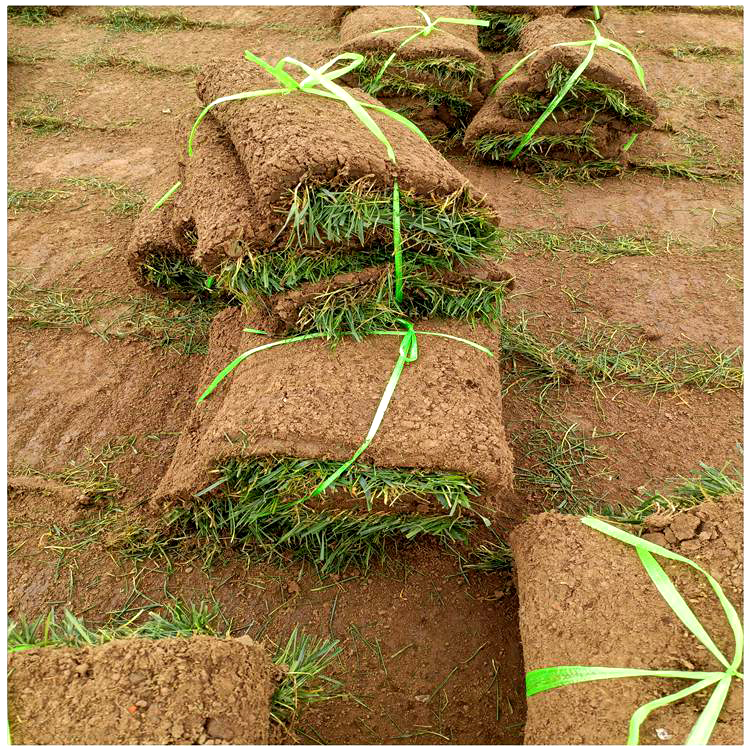 长治武乡进口四季青草坪的优缺点品种四季青种植基质泥培