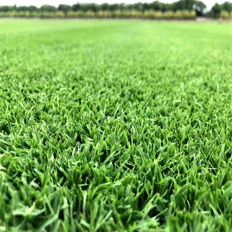 无锡北塘区安徽江苏百慕大草坪基地草坪铺设工程规格