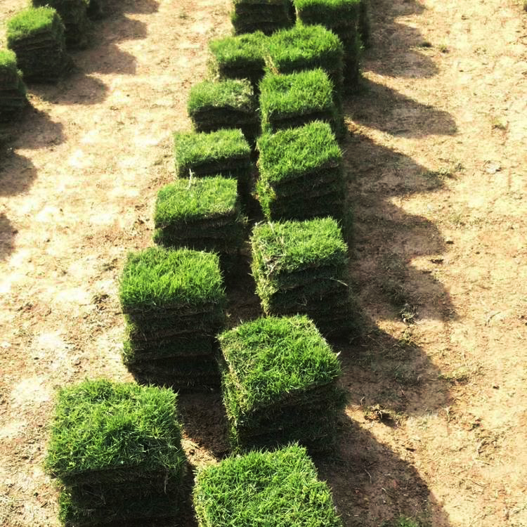 孟津天堂草坪易存活耐高温带泥土真草皮绿化用护坡