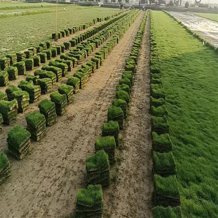 殷都区马蹄金护坡草坪种植基地户外绿化草皮适应力强