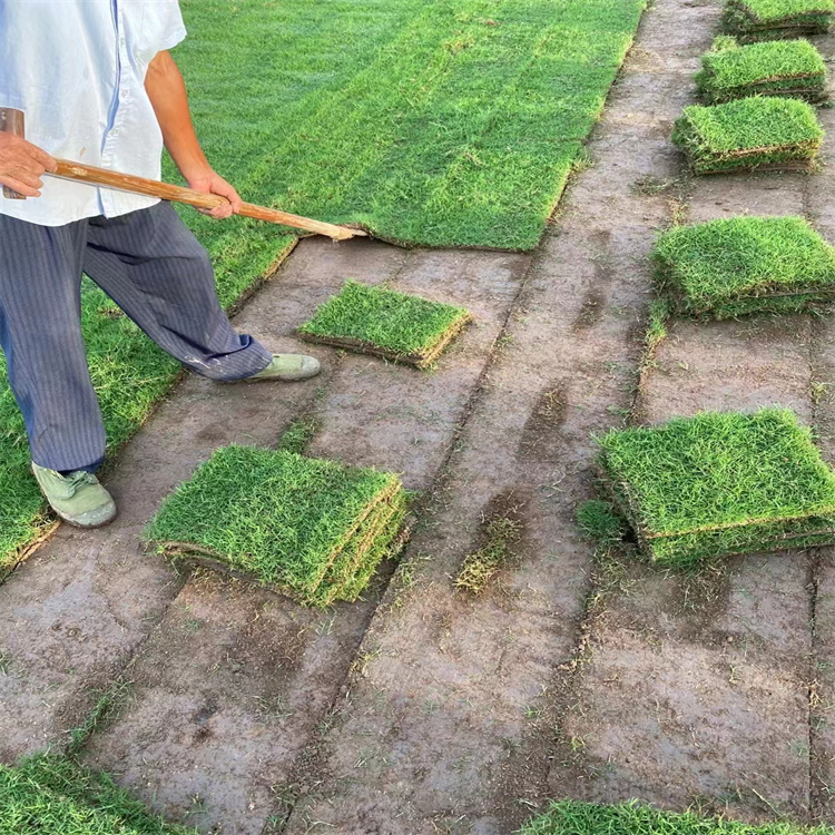 海勃湾区高尔夫球场绿化高密度矮生百慕大草坪人工种植真草皮