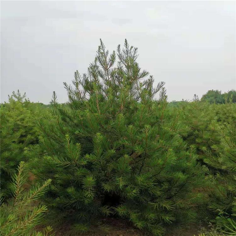 本地白皮松树2米价格二级苗报价造林苗荒山绿化用苗草坪