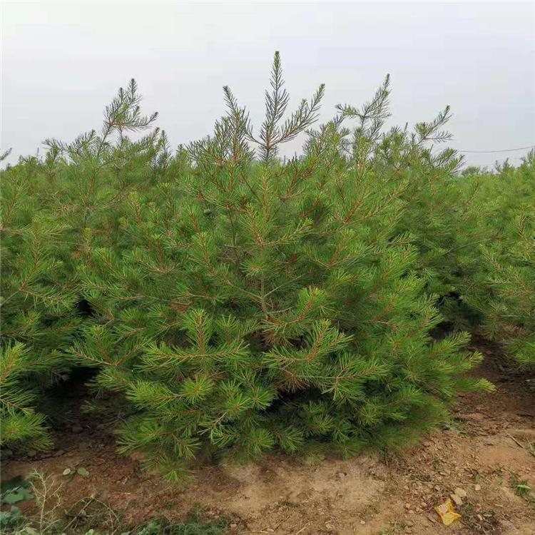 白皮松树1.5米批发零售1级2级货工程苗产地自产自销草坪