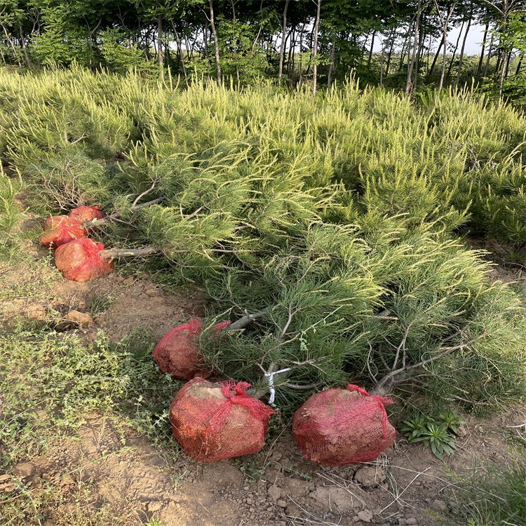 白皮松树园林工程绿化行道风景树四季常青1.5米草坪