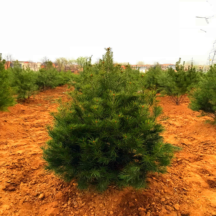白皮松树1.5米批发零售1级2级货工程苗产地自产自销草坪