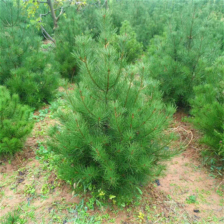 白皮松树带土发货1.5-2米绿化景观造型对节白蜡耐寒耐旱草坪
