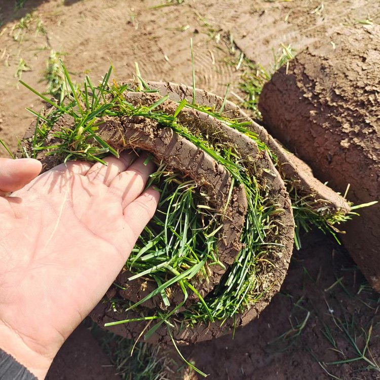 本地货剪股颖草坪高尔夫场地耐践踏耐修剪小区绿化草皮