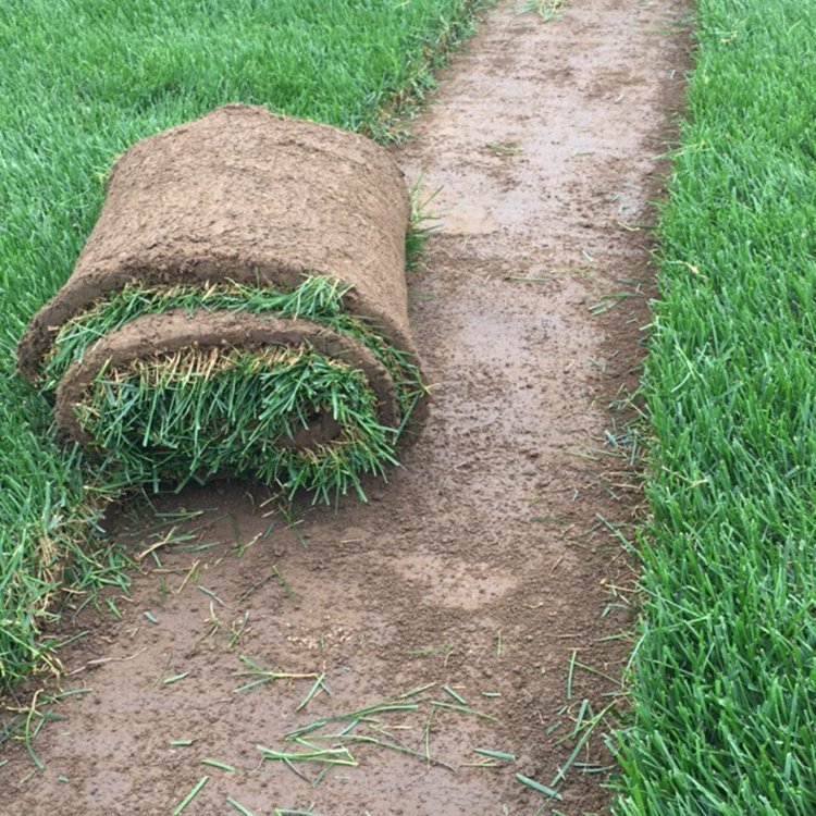 本地货剪股颖草坪果岭草别墅草皮沙培卷公园绿化真午夜型