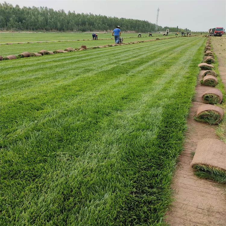内蒙古乌兰察布四子王旗铺设容易草皮 乌 海草坪 甜高粱 种子 紫薇花瓶