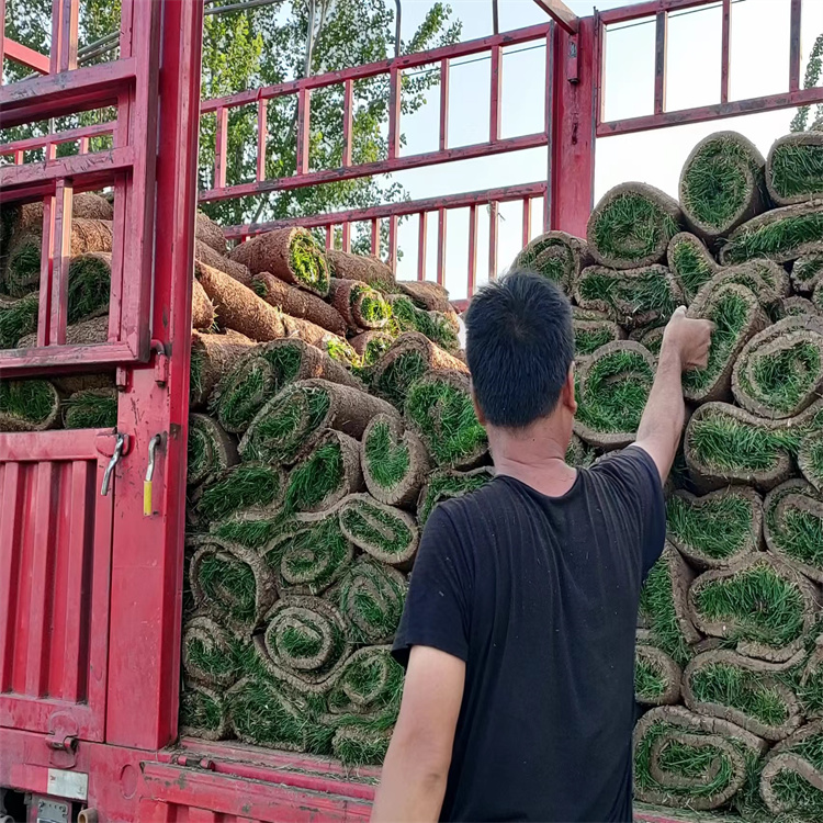 白皮松树1米2米3米4米规格货源充足苗木草坪